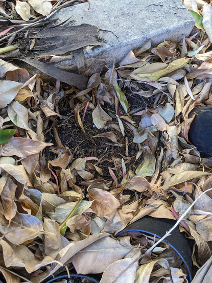 A darkened patch sunk in leaves where a large pot has been removed.