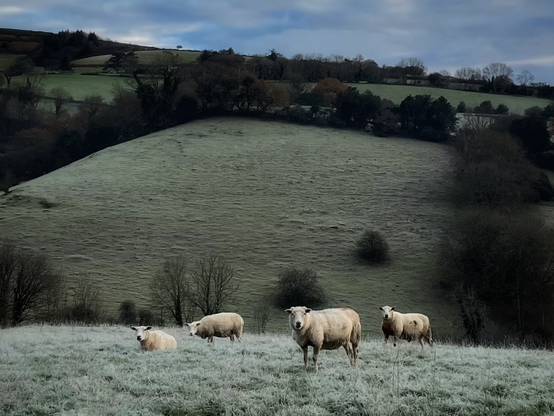 A steep Devon hillside dusted in morning frost. In the foreground are four sheep, each in different poses, all of them looking at the camera.