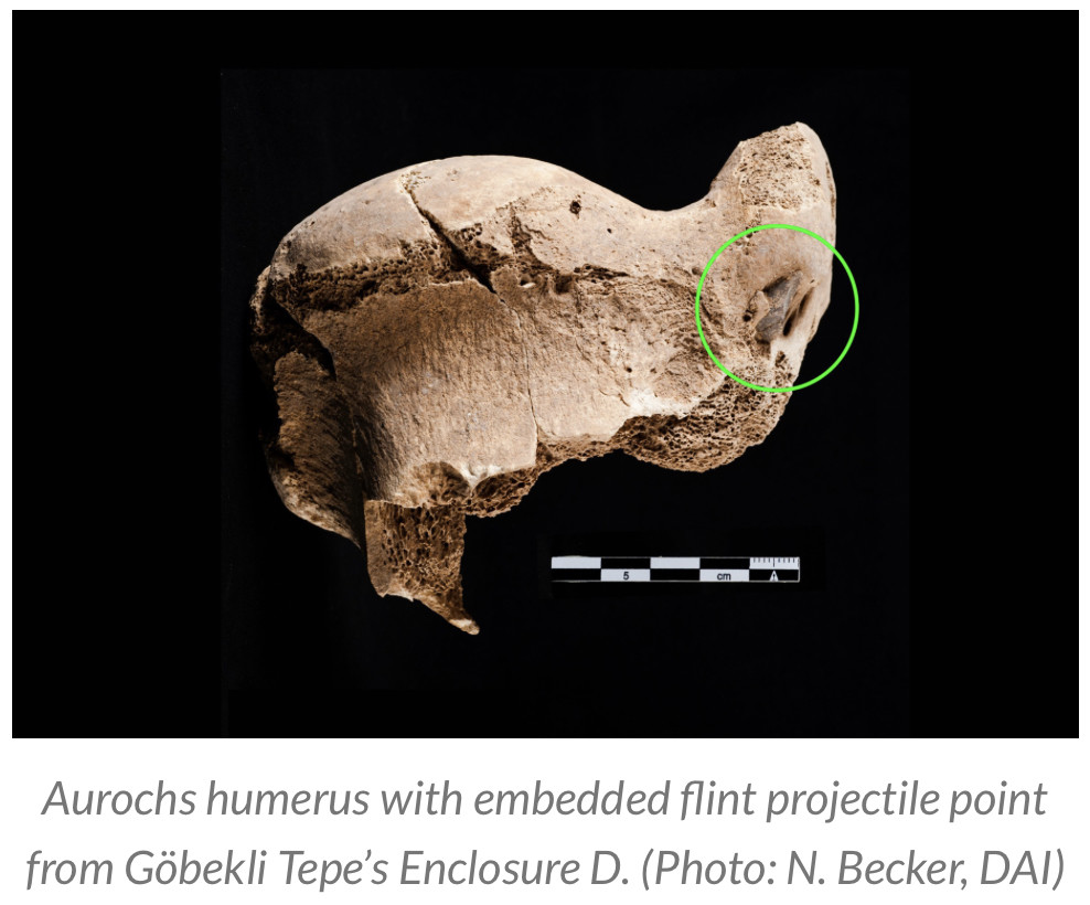 Photo of a aurochs humerus with embedded flint projectile point.