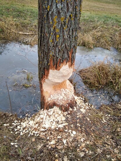 Drzewo mocno wycięte przez bobry. Dookoła leżą wióry. Zaraz przy drzewie jest rów pełen wody.