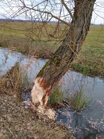 Drugie drzewo mocno wycięte przez bobry. To jest bardziej pochylone w stronę rowu z wodą.