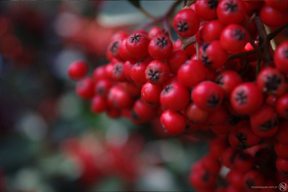 Frutos Rojos