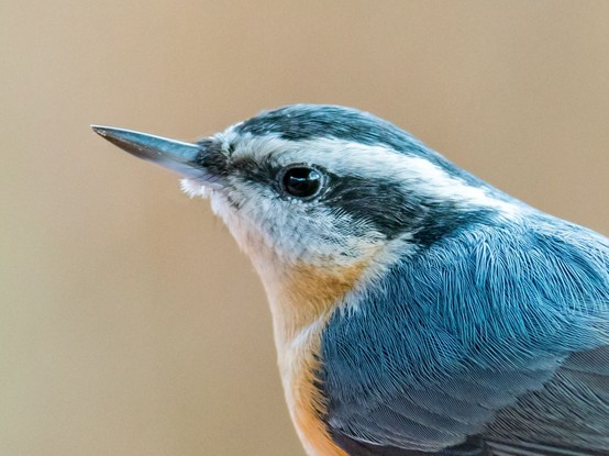 Profile view of a Red-Breasted Nuthatch, a small songbird with blue-grey upperparts with cinnamon underparts, a white throat and face with a black stripe through the eyes, a straight grey bill and a black crown.