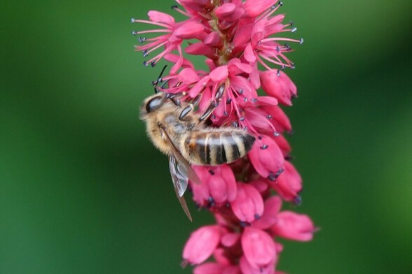 #Honingbij #ApisMelliflora #WesternHoneyBee #WestlicheHonigBiene