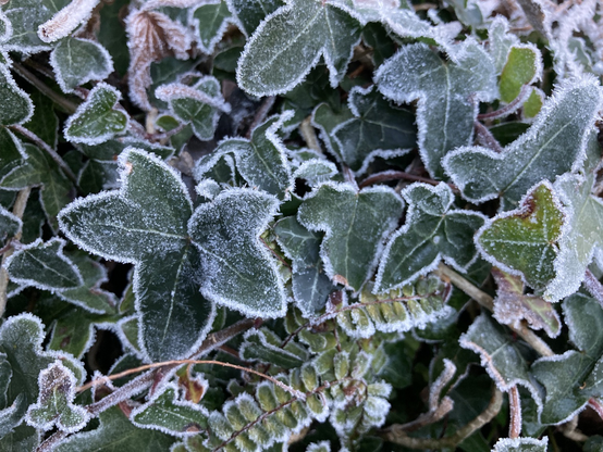 Frost outlining ivy and fern leaves 