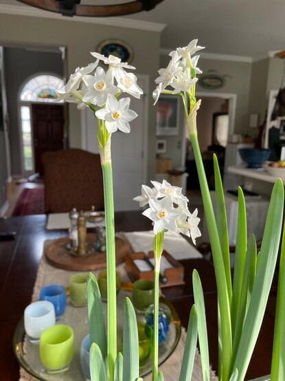 Growing paperwhites in a water-alcohol mixture helps reduce the height of the plants so they are not as likely to topple over when blooming.