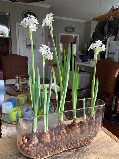 Sometimes I'll use Leca pearls for bulb forcing instead of stones, as pictured here. You can see the roots growing in the bottom of the vase, but there's only a small amount of the water-alcohol mix in this vase. Just enough to keep the roots hydrated.