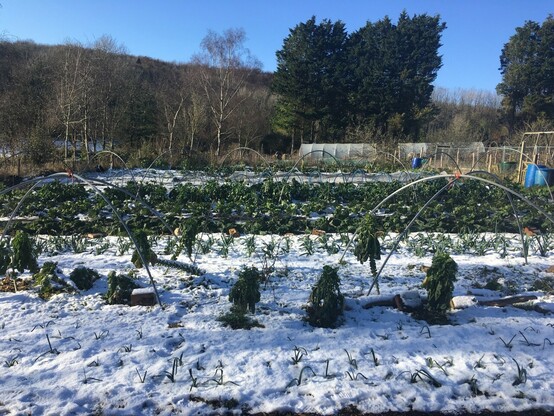 Snow covered vegetable plot