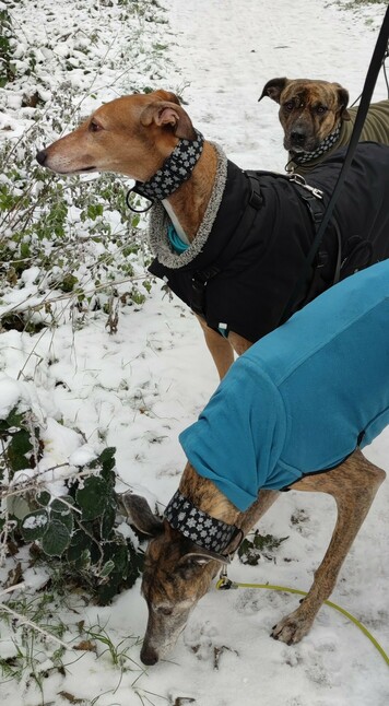 Kiwi Molosser Mix, Atze Greyhound und Pina Galgo Español 
