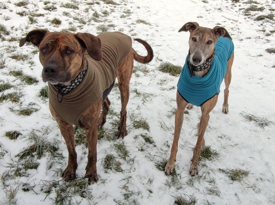 Pina und Kiwi im Schnee, beide im Pullover 