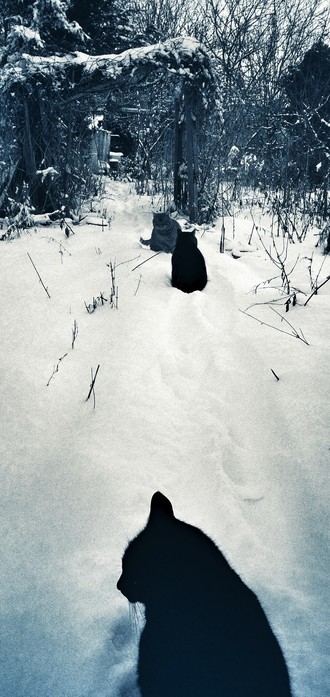 Cats in snow