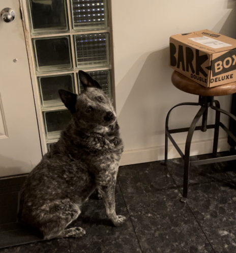 Dog looking at a BarkBox!