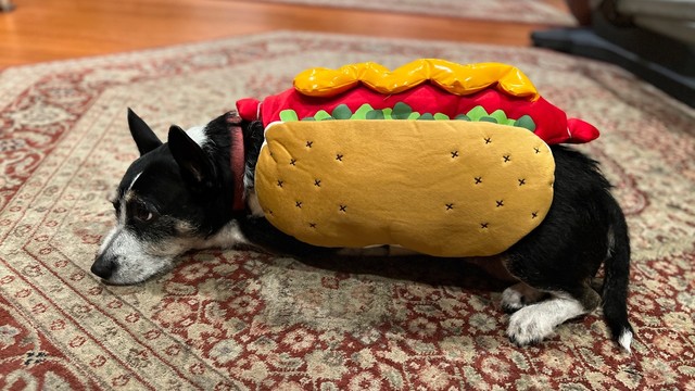A cute black dog wearing a hot dog costume.