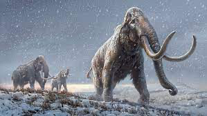 Eine Horde Mammuts im Schnee.