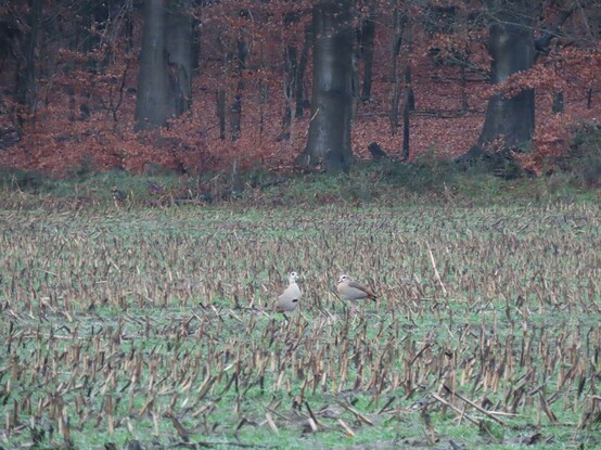 Een paartje Nijlganzen in de winter op een maisakker aan de rand van het bos. 