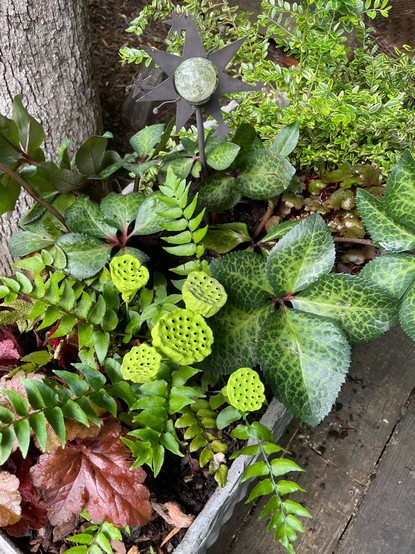 Lenten rose foliage show here with ferns, heuchera, and lonicera, with some green lotus pods in a shade garden planter.