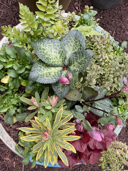 A Frostkiss Lenten rose about to bloom. The mottled-leaf foliage is in the center which is flanked by Euphorbia 'Ascot Rainbow', Ferns, and Lonicera. 