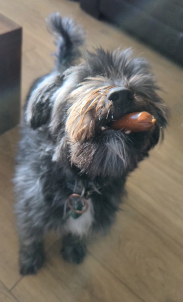 Teddy, a small black shaggy dog photographed with a shallow depth of field. His nose is in the air and the end of a sausage pokes from his mouth. He's very very happy. 