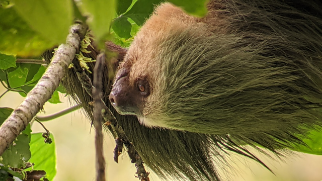 Photo of a sloth, hanging upside down from a green leafy tree, looking sideways. Its fur looks green due to algae growth. 