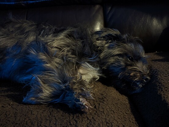 Teddy, a small black shaggy dog laying flopped out on the sofa. 
