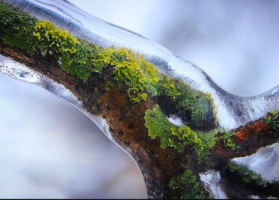 A tree branch, covered in bright green lichen, and encrusted with a thick layer of ice. A perfect frozen world, in micro. 