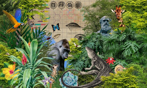 Evolution - Animal Kingdom, Illustration: Michelle Thompson/The Guardian