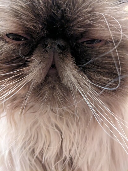 Close up of Himalayan cat face