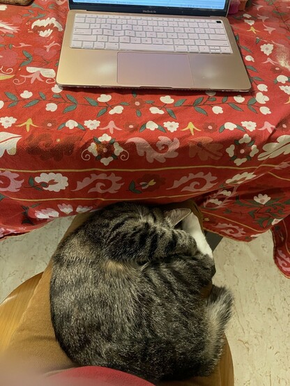 A cat sleeps on my lap as I sit at the table and write on my laptop