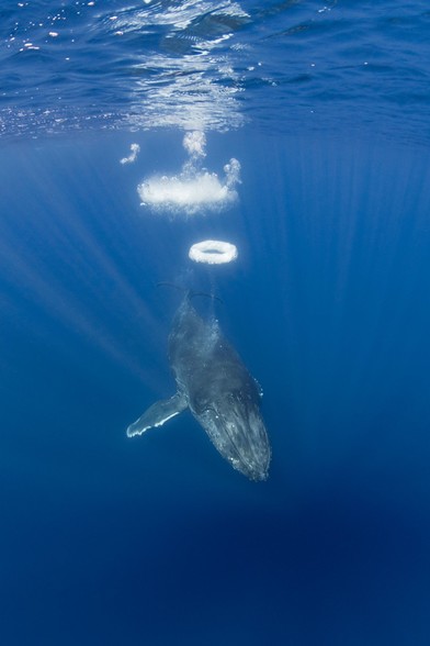 Humpback whale blowing a bubble ring