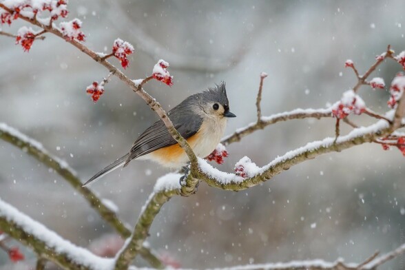 A Tufted Titmouse sits on snow-covered branches with red flower buds, while snow falls all around