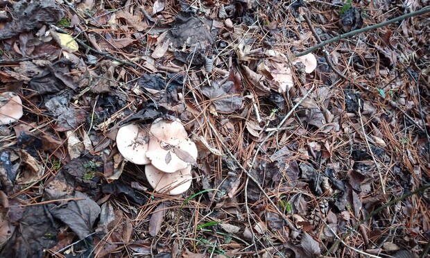Blewit Mushrooms in the wild as found