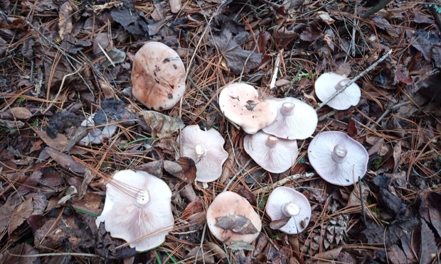 Wild Blewit Mushrooms as harvested in nature