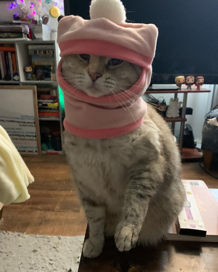 A white cat wearing a pink winter hat made for cats