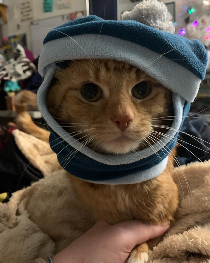 An orange cat wearing a blue winter hat made for cats