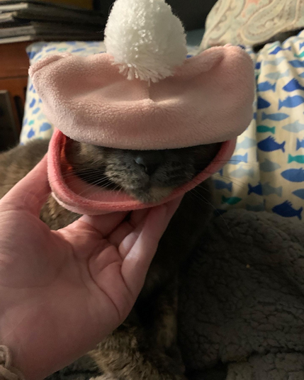 A diluted tortoiseshell cat wearing a pink winter hat made for cats
