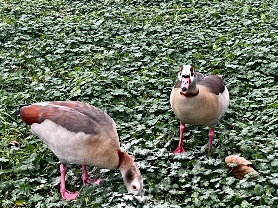 Two geese feeding 