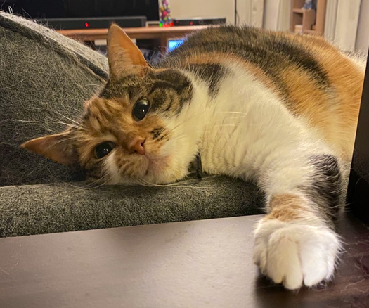 Zoë, a small tricolour cat, lays on the back of a grey couch looking through a dark brown shelf 