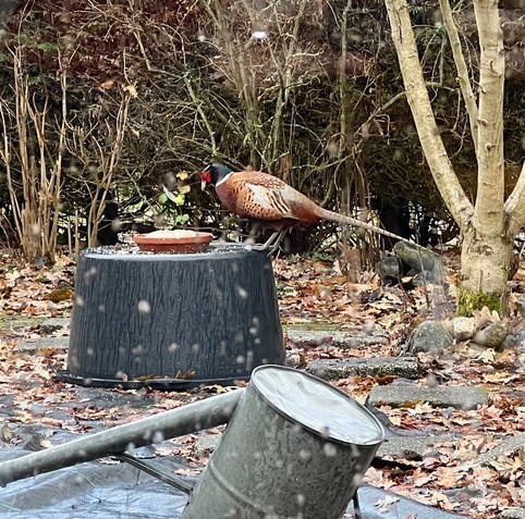 Fazant op een omgekeerde zwarte teil in de tuin waarop ook een schotel met vet en zaden staat.