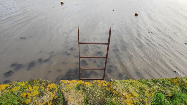 A rusty ladder by a moss covered dock