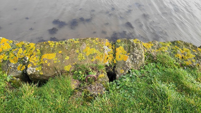Moss covered shore
