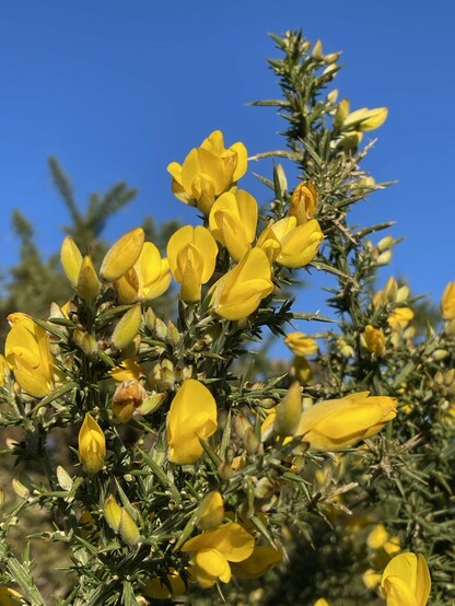 Bright yellow pea-like flowers on a very spiny greygreen bush against a clear blue sky