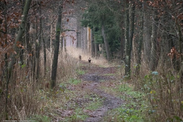 Reeën in het bos