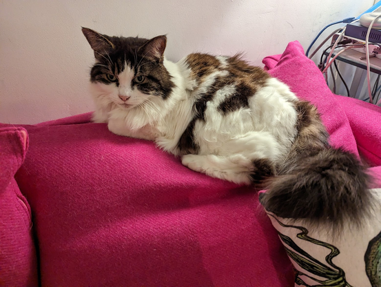 A floofy tabby and white cat is sitting on bright pink cushions