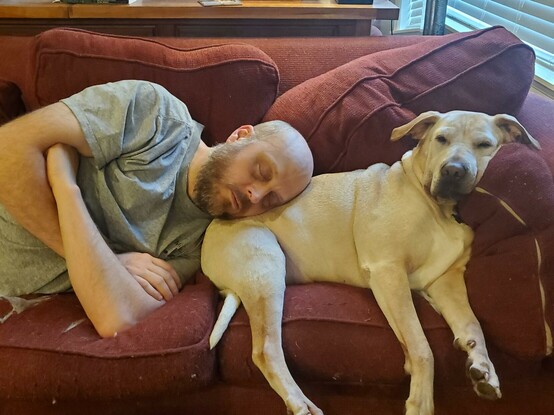 A 3 legged tan lab/shar pei Cross lying on red couch with his head resting on a cushion, all three legs hanging off the couch. A bald white guy is asleep with his head using the dog's backside as a pillow.