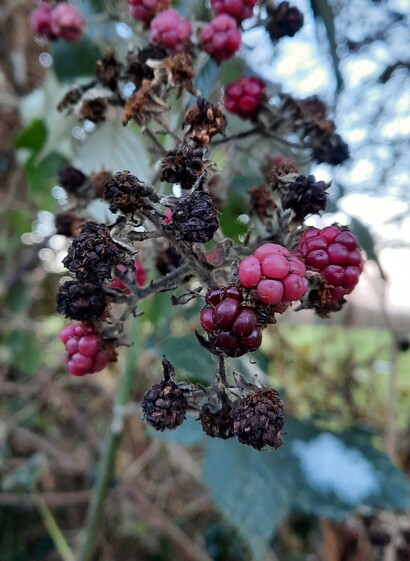 A clump of exceedingly late blackberries found in effing December and still largely unripe. Note charming shade of pink evoked by Singleton.