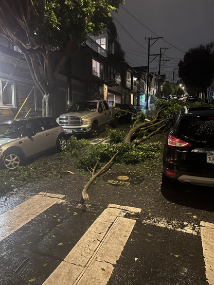 Tree felled by the storm. 