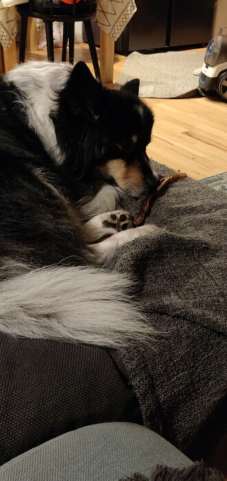 Dog sleeping on the sofa with a big treat under his nose.