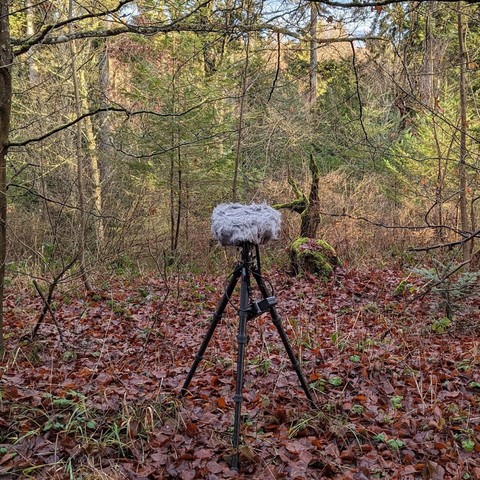 Microphone recording nature sounds