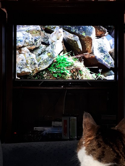Katze sieht Pika (hasenartig) im Fernsehen.

Cat watches micelike being on TV