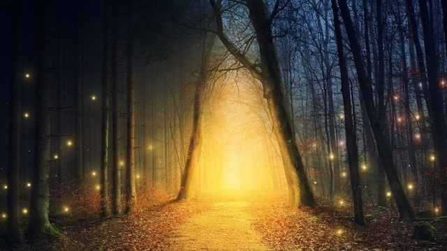 Night time in the forest with a bright, otherworldly light.